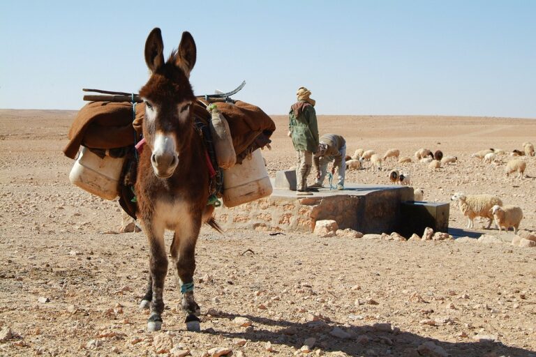 Las 10 Mejores Experiencias Culturales en Marruecos