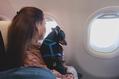 Viajar a Marruecos con Perro