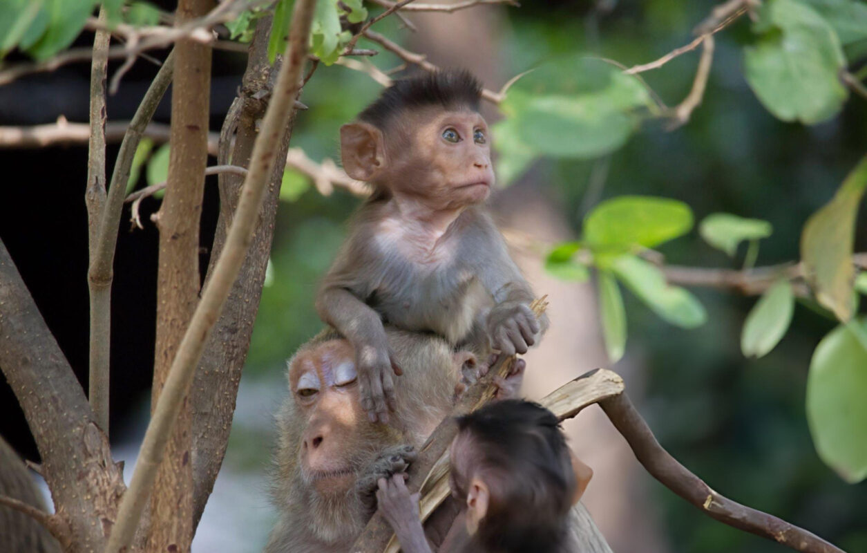 Bosque de Cedros y monos de Berberia