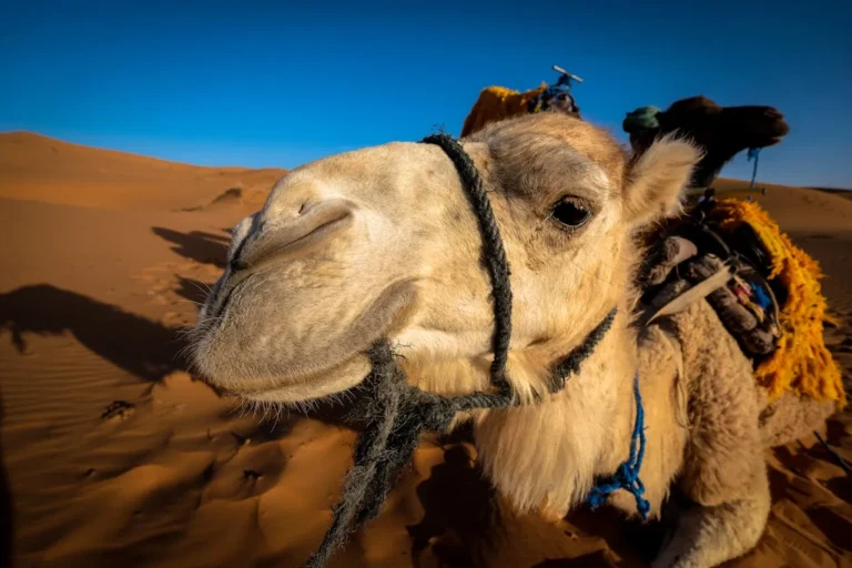 Qué animales hay en el desierto del Sahara